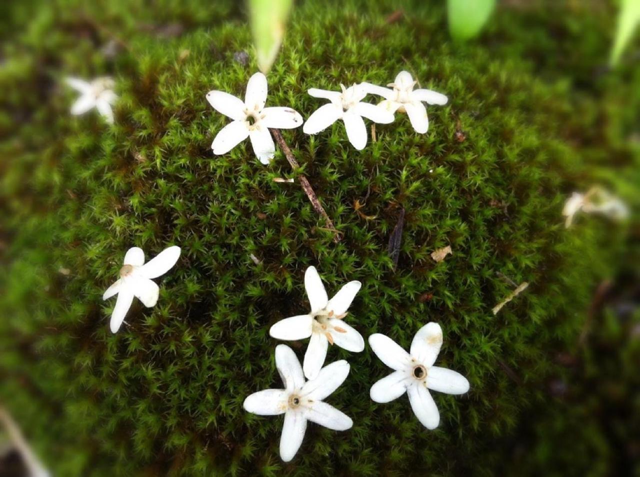 Pension Wildflowers Tateshina  Buitenkant foto