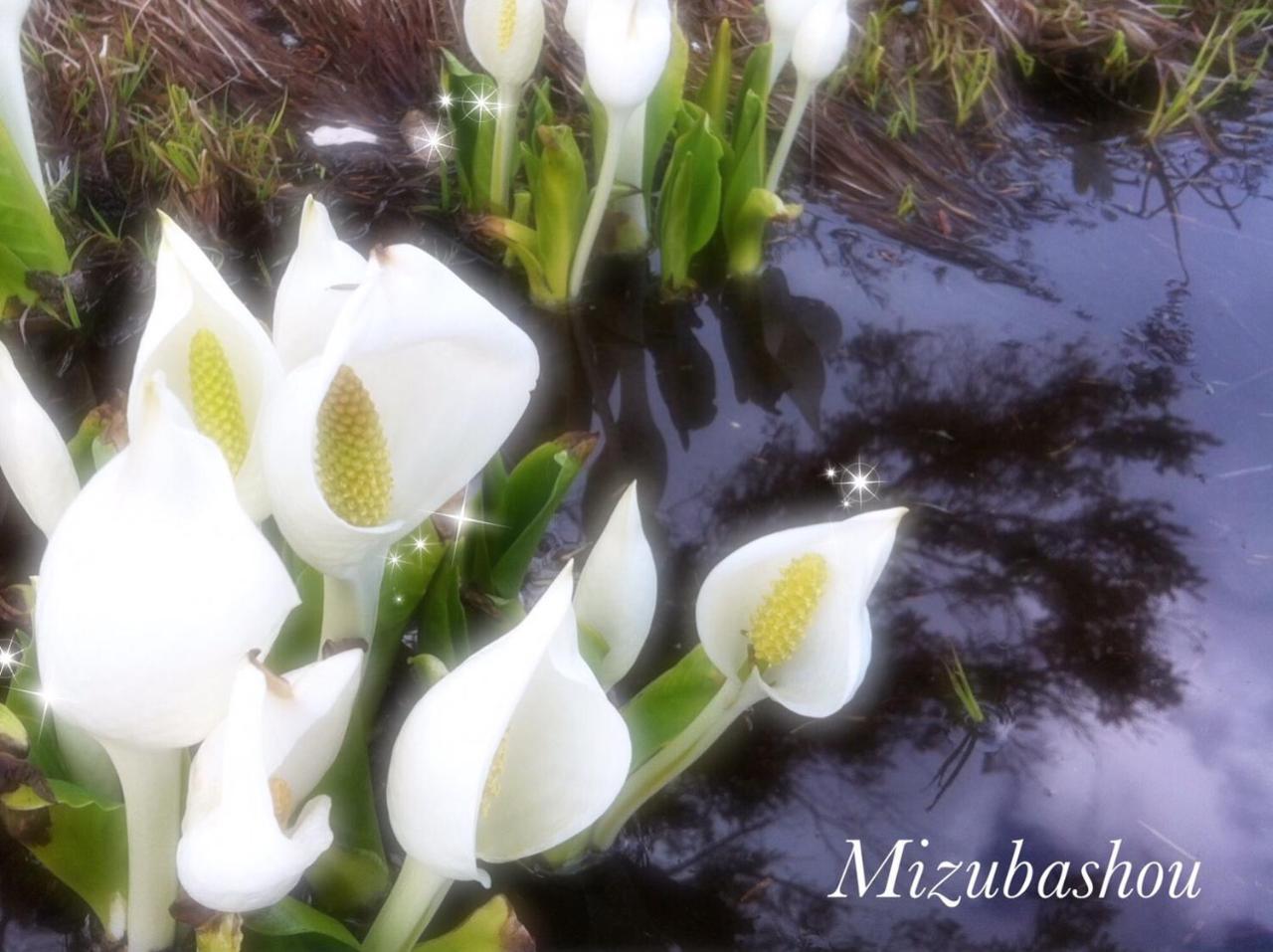 Pension Wildflowers Tateshina  Buitenkant foto